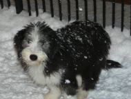 02.12.2010 still playing in the snow